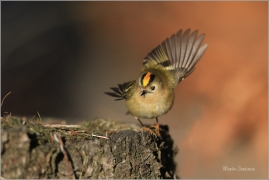 <p>KRÁLÍČEK OBECNÝ (Regulus regulus) /Coldcrest - Wintergoldhähnchen/</p>